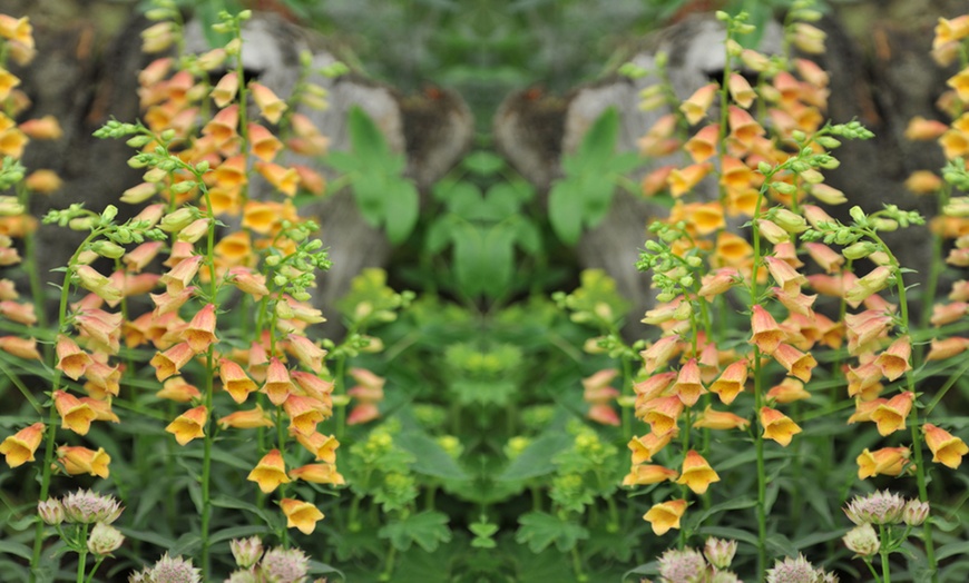 Image 2: Digitalis Foxglove ‘Goldcrest’-1, 3 or 5 Potted Plants in 1 Litre Pots