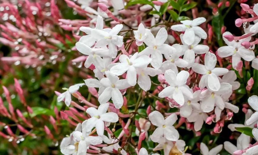Image 1: Up to Three Officinale Jasmine Plants 9cm