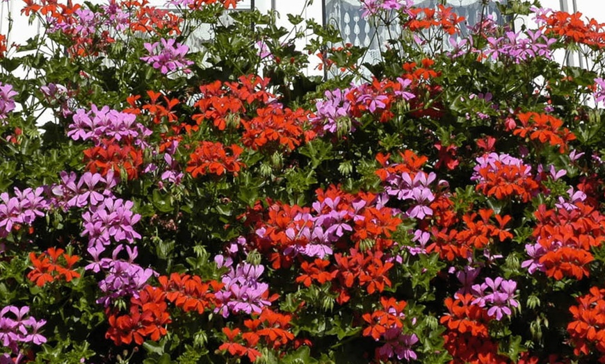 Image 2: Balcony Burster Trailing Geraniums Collection