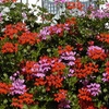 Image 2: Balcony Burster Trailing Geraniums Collection