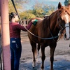 Image 2: One Hour Horse Riding For One Person w/ Lesson or Summer Horse Camp