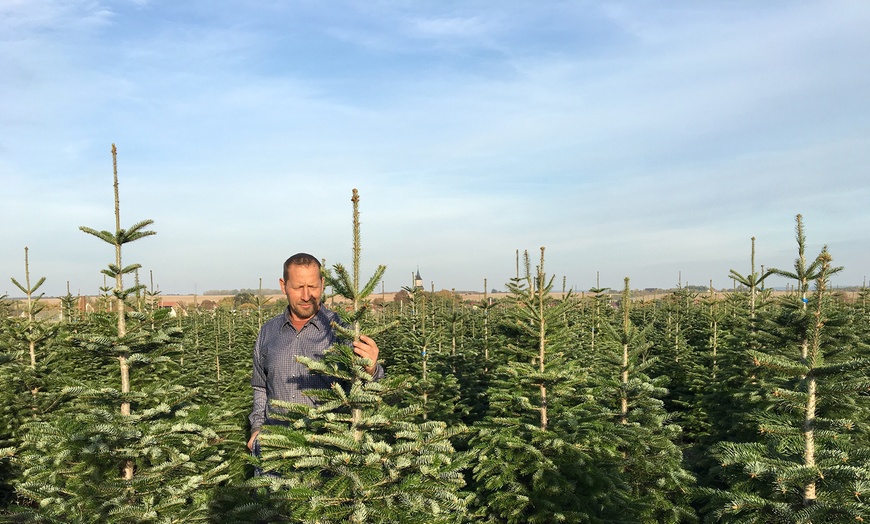 Image 7: Premium-Weihnachtsbaum zum Selbstschlagen inkl. 4 Heißgetränke