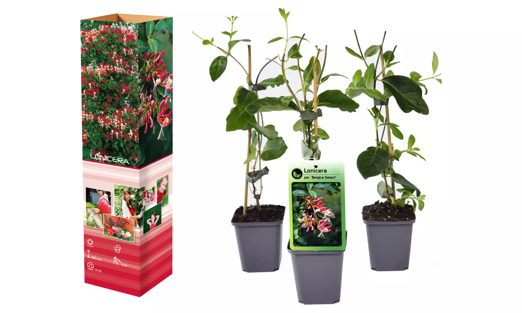 1 ou 2 lots de 3 plants de Lincera Periclymenum Belgica