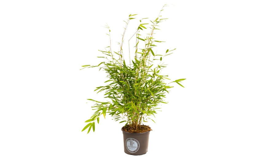 Image 2: Plant de bambou Fargesia non prolifère 