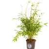 Image 2: Plant de bambou Fargesia non prolifère 