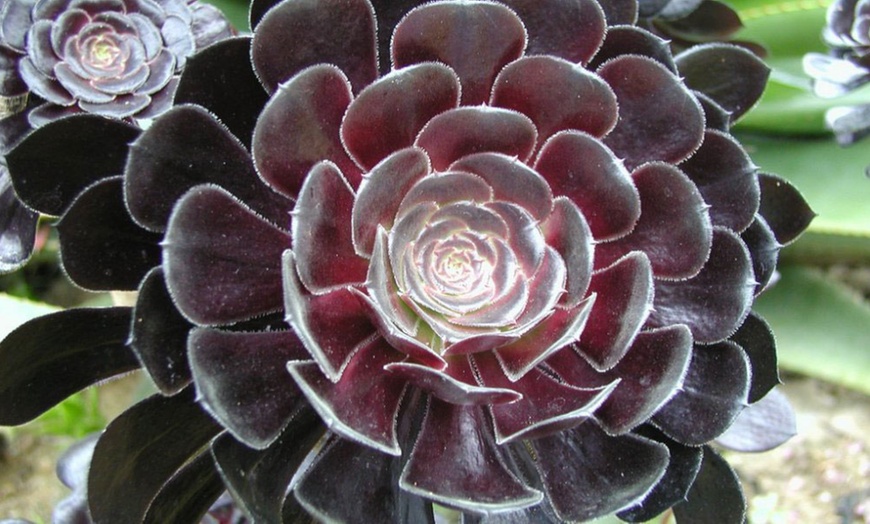 Image 3: Three Aeonium Zwartkop Plants