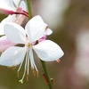 Image 6: Perennial Gaura Sparkle White- 1 or 3 Potted Plants