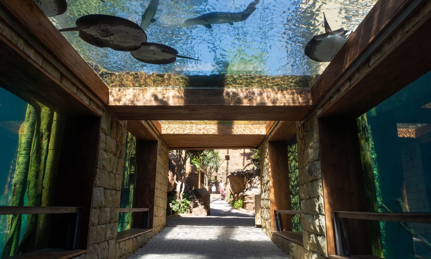 Image 13: Entrada nocturna a Bioparc Fuengirola con cena para niño o adulto