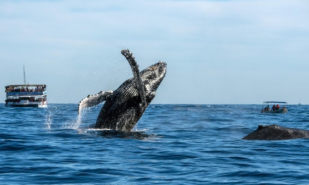 What to expect media