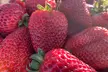 Admission to BerryFest Strawberry Festival at the Yolo County Fairgrounds on May 10-11, 2025 (Up to 39% Off) - Second Medium