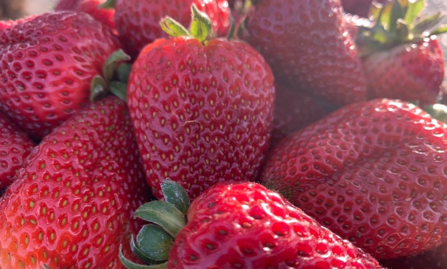 Image 7: Up to 39% Off Admission to BerryFest Strawberry Festival