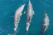 Experience the Thrill of a 2-Hour Dolphin & Island Tour from Uncharted Waters Dolphin and Fishing Charters! - Second Medium