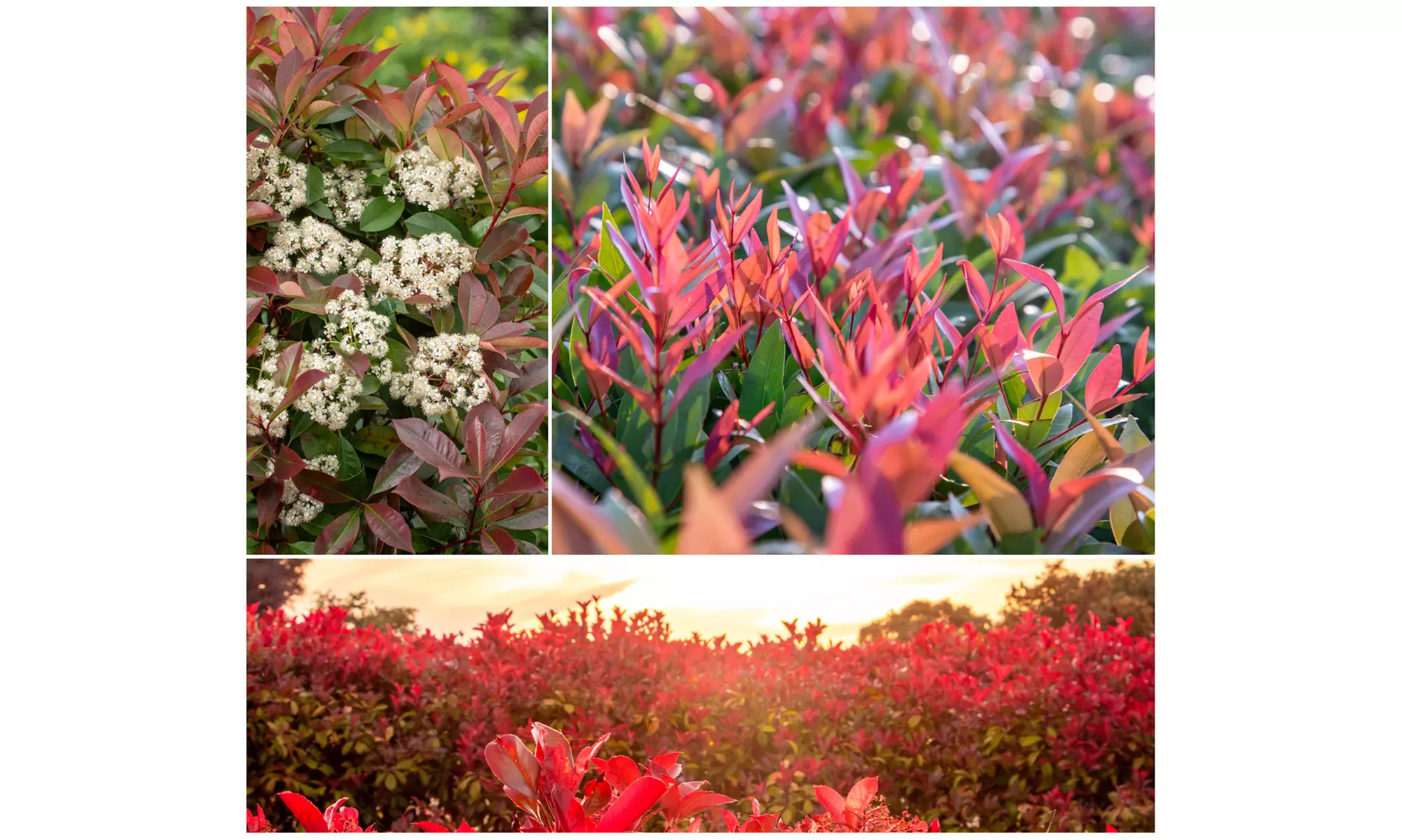 Set van 3 of 6 'Red Robin' mispel planten