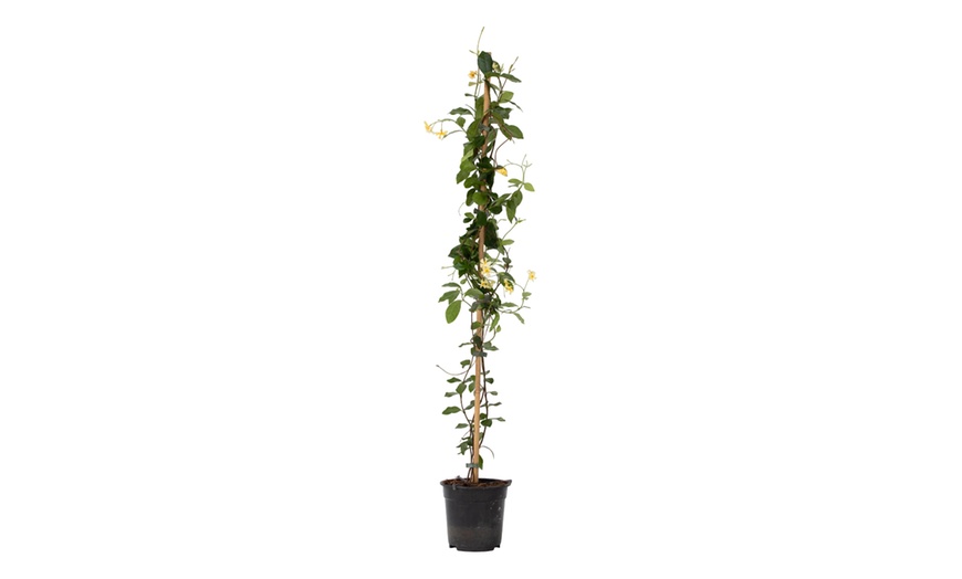 Image 3: 1x oder 2x Sternjasmine "Star of Toscane"