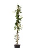 Image 3: 1x oder 2x Sternjasmine "Star of Toscane"
