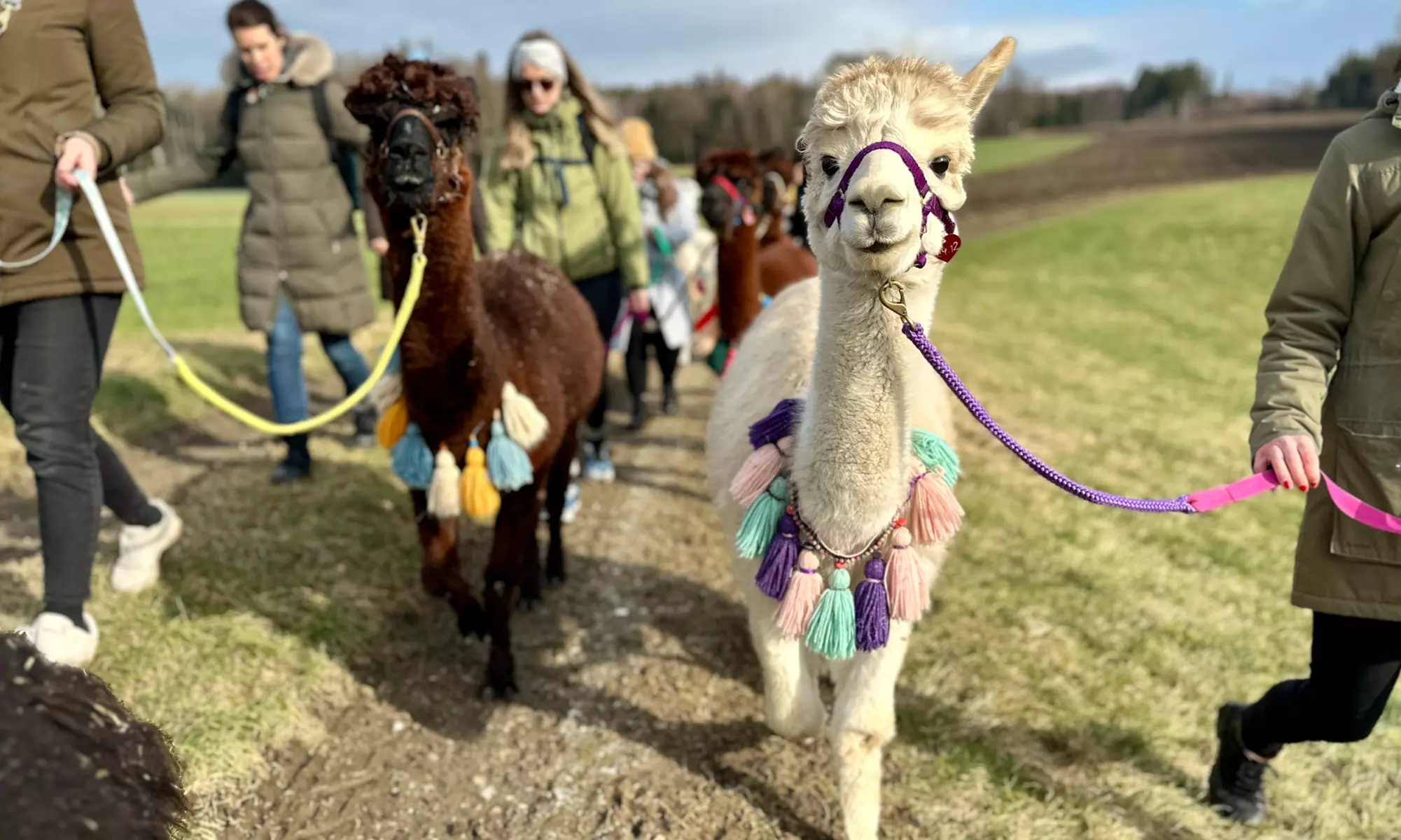 Alpaka-Wanderung oder Schnupper-Erlebnis im Stall für 2 - 4 Personen