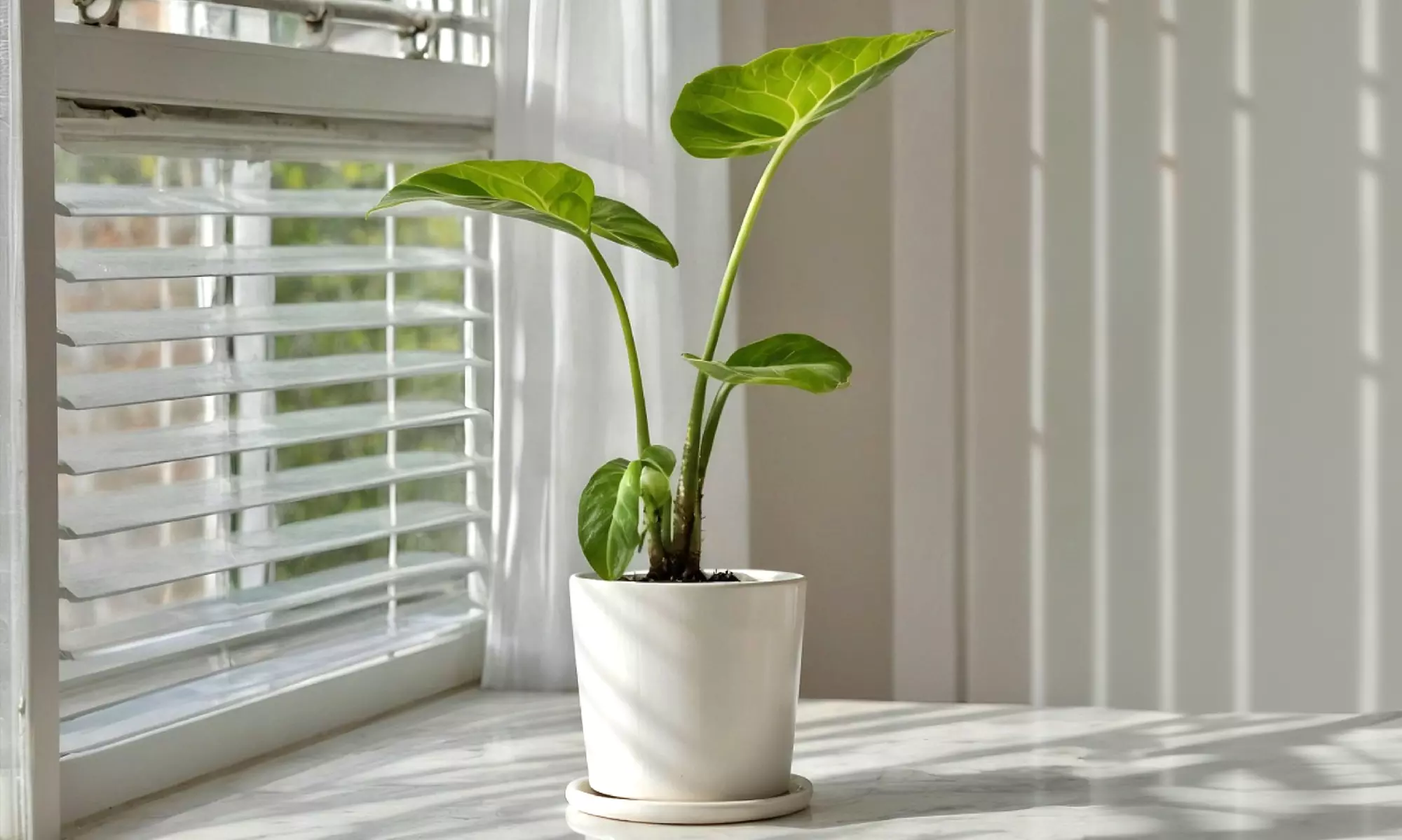 1x oder 2x Riesenblättriges Pfeilblatt - Primary Image