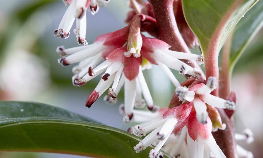 Image 3: One or Two Sarcococca Winter Gem Potted Plants