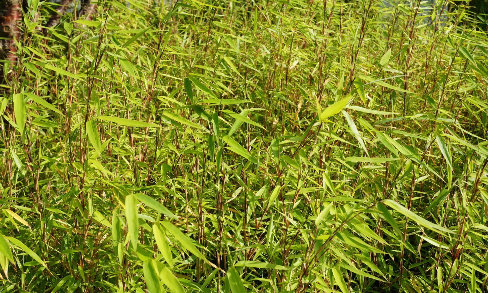 Hasta 6 plantas de bambú Fargesia