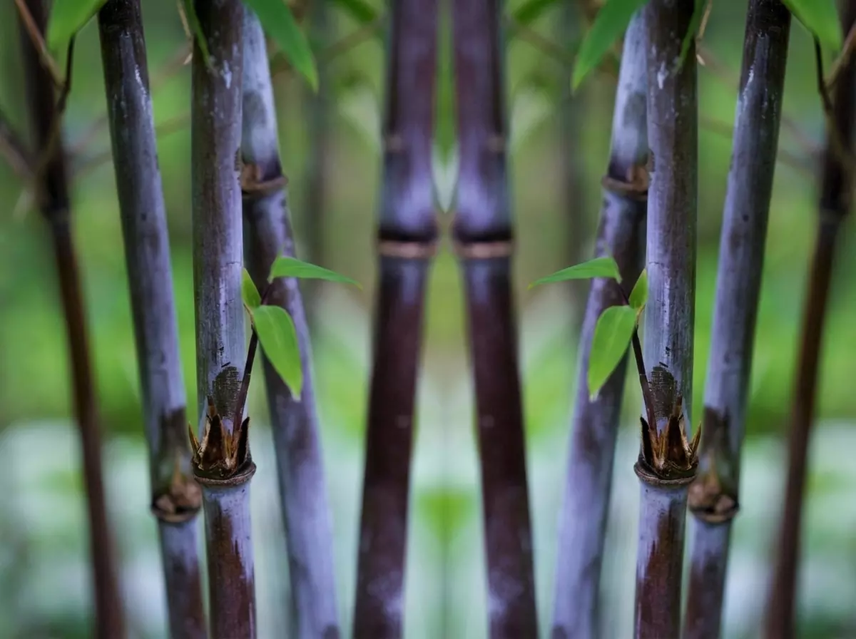 1 o 2 piante Fargesia 'Red Dragon'