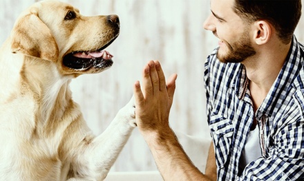 Dog Behaviour & Psychology - Pet Addict