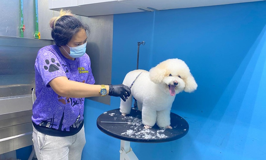 Image 1: Cat Full Grooming, Small, Medium, Large or Extra Large Size Dog Groom