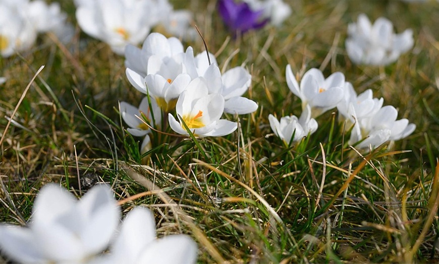 Image 2: Bollenpakket voor krokussen naar keuze
