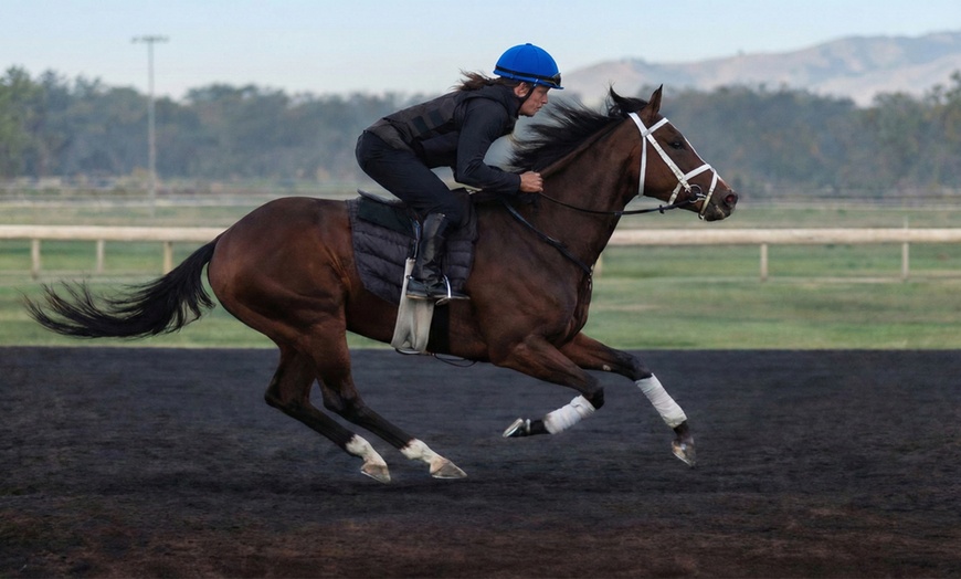 Image 4: Experience Horse Ownership or Trackwork Access with RaceX LLC