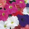 Image 17: Pack of 15 Garden Ready Mixed Variety Petunia Plants