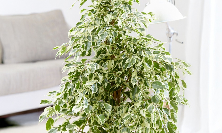 Image 12: Plant de ficus