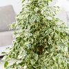 Image 12: Plant de ficus