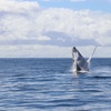 Image 4: Tickets to Whale Watching Cruise (Ages 6+)