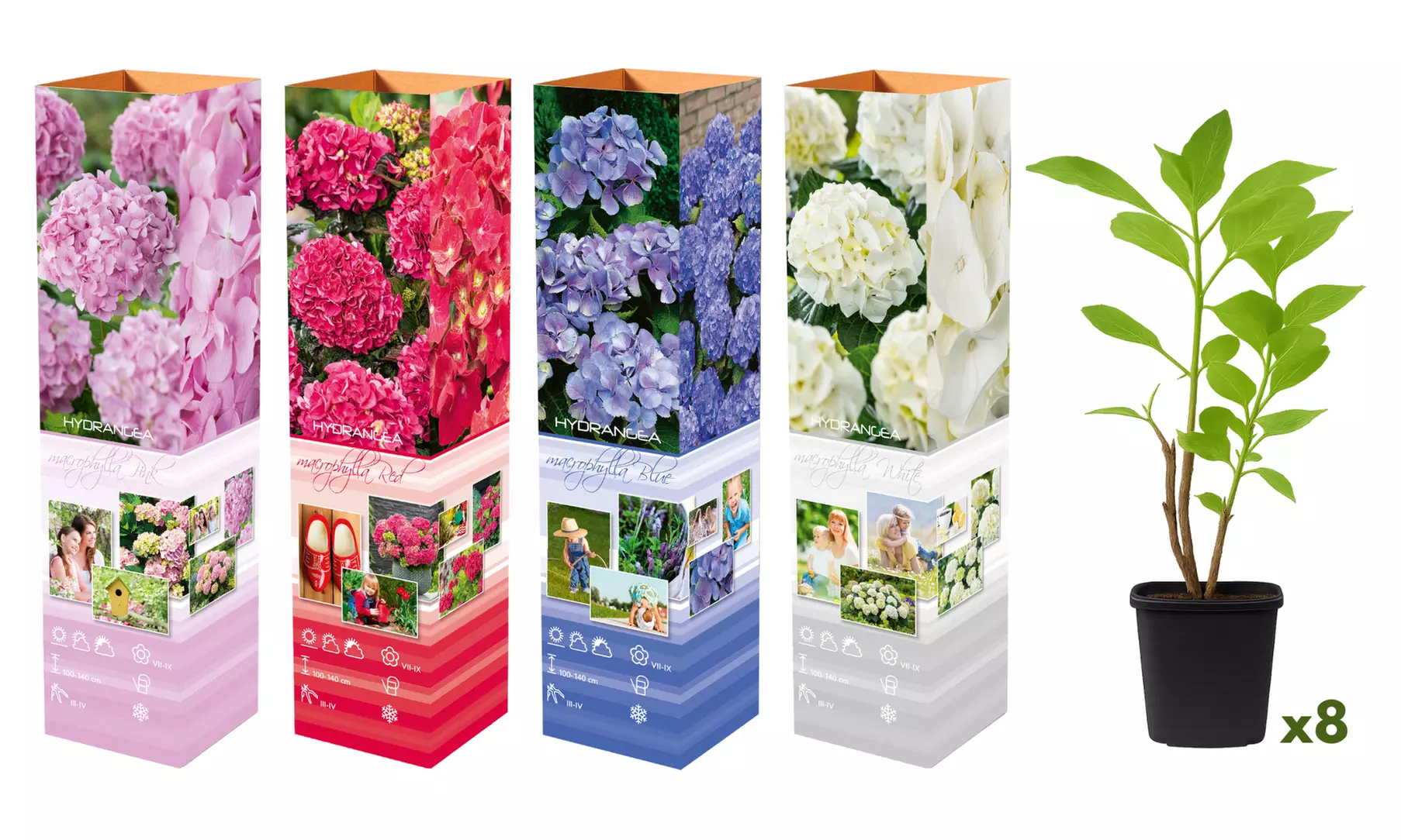 4x oder 8x Hortensien-Mix