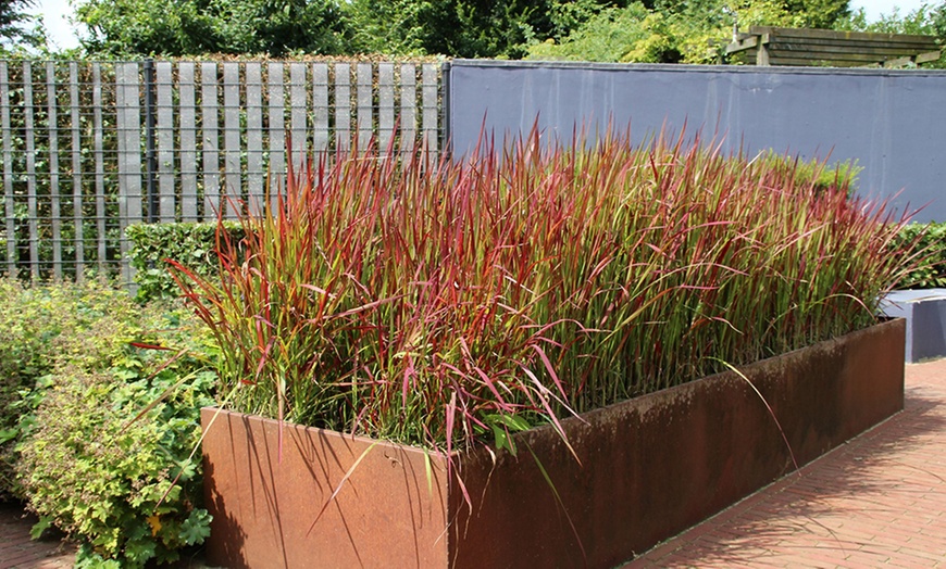 Image 2: Lote de 4 u 8 plantas de hierba de sangre japonesa de Gardenzo