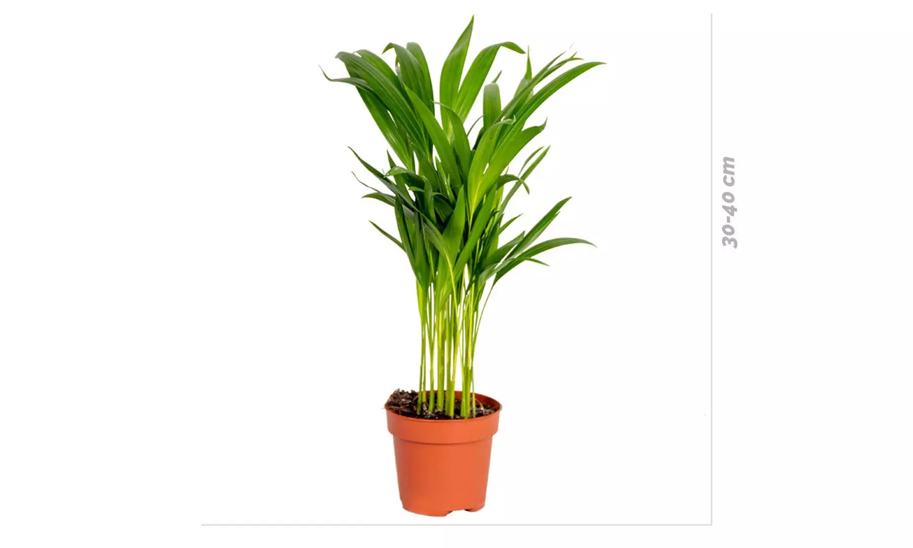 Piante d'appartamento che purificano l'aria con cestini