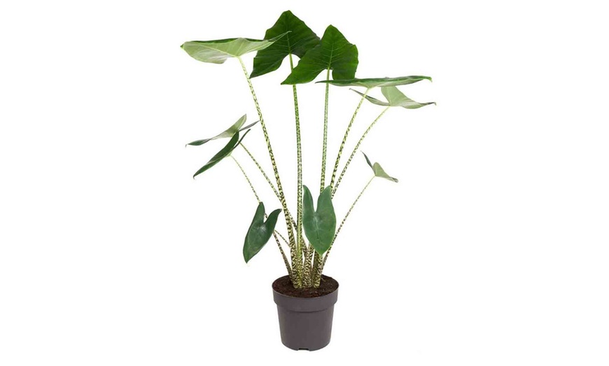 Image 1: Plante tropicale d'intérieur Alocasia Zebrina