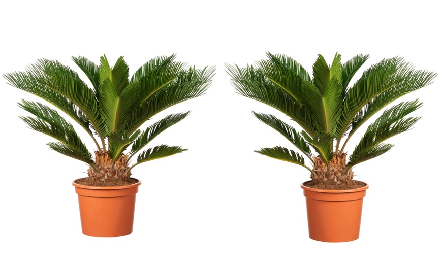Image 5: 1 ou 2 Cycas du Japon "Cycas revoluta" de Gardenzo