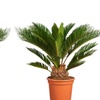 Image 5: 1 ou 2 Cycas du Japon "Cycas revoluta" de Gardenzo