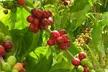 Discover Nature with Buddha Kona Coffee Tour (Up to 30% Off) - Second Medium