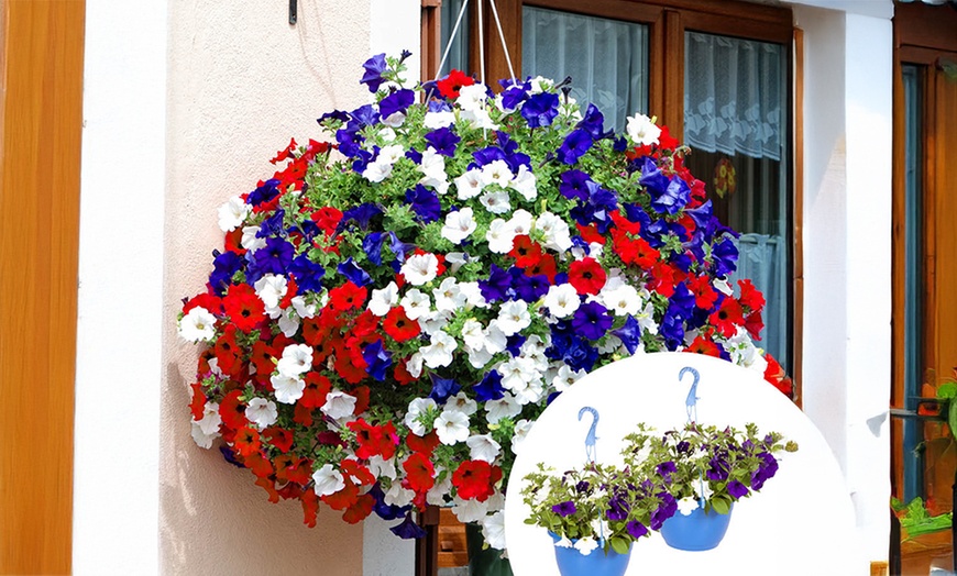 Image 1: Pack of Two Preplanted 'Patriotic' Mix Hanging Baskets