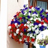 Image 1: Pack of Two Preplanted 'Patriotic' Mix Hanging Baskets