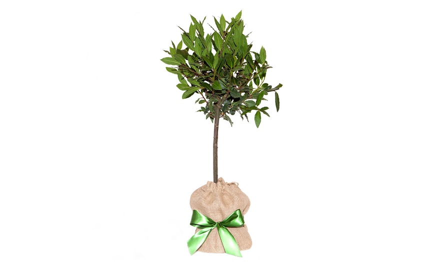 Image 4: YouGarden Standard Bay Tree 
