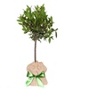 Image 4: YouGarden Standard Bay Tree 