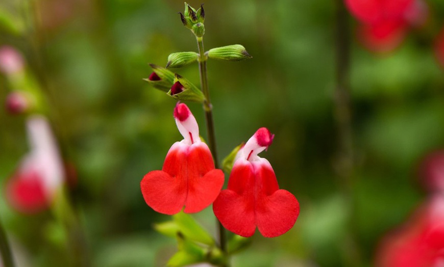 Image 8: Three or Nine Salvia Microphylla Plants Collection