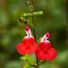 Image 8: Three or Nine Salvia Microphylla Plants Collection