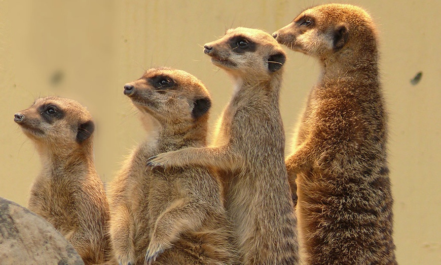 Image 2: Tageskarte für den Tierpark Herborn für 1-2 Erwachsenen & 2 Kindern