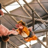 Image 1: 2-Hour Flying Trapeze Beginner Experience for One or Two People