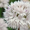 Image 5: Allium Bulbs Collection