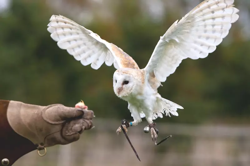 Elite Falconry Experience - Hands-On UK Adventure