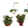 Image 2: Same Day Live Plants & Dish Gardens from Blooms Today with Delivery 60% Off